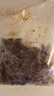 蓮山九鮮新鮮螞蚱活體速凍油炸螞蚱蝗蟲(chóng)食用昆蟲(chóng)蚱蜢速凍東亞飛蝗 純母【去翅帶籽】 1斤 曬單實(shí)拍圖