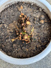 牡丹花樹苗洛陽正宗對版重瓣牡丹花苗盆栽花卉綠植當(dāng)年開花 中國紅8分支以上【開花爆滿】 曬單實拍圖