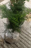 花行榜盆栽植物室內(nèi)花卉綠植 精品小文竹+蓮花盆+底座+苔蘚源頭直發(fā) 曬單實(shí)拍圖