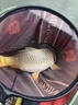 日本進(jìn)口超柔軟子線飛磕釣魚正品強(qiáng)拉力不打卷納米飛磕激光主線 單股軟飛磕30米【偏軟】 0.2 曬單實(shí)拍圖