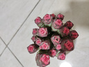 新品招財玫瑰紅心錢(qián)串錦多頭群生錢(qián)串多肉植物盆栽新手辦公室綠植 小彩紅錢(qián)串 8-12頭 八角盆樁好 曬單實(shí)拍圖
