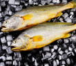 棠鮮生大黃魚(yú)新鮮黃花魚(yú)深海冷凍黃魚(yú)生鮮海鮮水產(chǎn)鮮活冷凍中秋送禮團購 6斤裝【4條裝】 曬單實(shí)拍圖