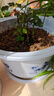 雅亭 鑫騰 環(huán)保優(yōu)質(zhì)簡約塑料花盆 圓形加厚花盆園藝陽臺托盤花盤 350型-口徑32厘米 含托盤 曬單實拍圖