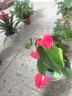 綠有意紅掌盆栽植物室內(nèi)花卉好養(yǎng)土培一帆風(fēng)順大盆水養(yǎng)四季常青綠植 帶花紅掌3-5朵原盆+肥 曬單實(shí)拍圖