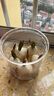 瓊花玉葉【四季開花】耐寒郁金香水培盆栽濃香型懶人綠植花卉盆栽室內(nèi)大種 天空藍郁金香稀有 水培套餐：進口大球5顆 (水培瓶＋石子＋生根粉） 曬單實拍圖
