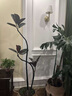 花城水調(diào)黑金剛橡皮樹(shù)客廳綠植大盆栽造型室內(nèi)四季好養(yǎng)辦公室陽(yáng)臺(tái)大型綠植 橡皮樹(shù)1.3-1.5m+白圓瓷盆 曬單實(shí)拍圖