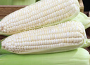 京營(yíng)新鮮白糯玉米現摘嫩牛奶水果甜玉米鮮糯玉米棒子生苞米包谷苞谷棒 曬單實(shí)拍圖