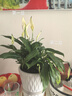 白掌盆栽一帆風(fēng)順水培植物室內好養花卉大盆綠植水養紅掌四季易活 帶花苞特級白掌6-8株(原盆)+陶粒 含盆 曬單實(shí)拍圖