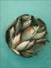 鄧剛自用海釣小藥釣海魚(yú)餌料路亞釣海鱸魚(yú)梭魚(yú)黑鯛烏頭魚(yú)餌料海釣 1瓶裝 曬單實(shí)拍圖