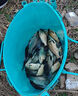 傳統(tǒng)釣七星漂小金砣朝天鉤線組魚線主線野釣草洞成品不擋口金海夕 3.6米【不擋口朝天鉤】3卷裝 3.0號 曬單實拍圖