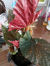 竹節(jié)海棠盆栽花卉海棠花苗盆栽四季秋海棠盆栽 竹節(jié)海棠  不含盆 曬單實(shí)拍圖
