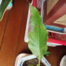 臨雅白蘭花盆栽玉蘭花樹(shù)苗帶花苞黃角蘭室內庭院濃香花卉四季開(kāi)花植物 【白蘭花苗】30-40cm左右 曬單實(shí)拍圖