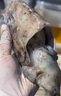 新鮮大墨魚(yú)鮮活冷凍墨魚(yú)仔大生鮮水產(chǎn)海鮮烏賊目魚(yú)整只舟山特產(chǎn) 大號墨魚(yú)1只裝  500g(凈重) 曬單實(shí)拍圖