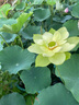 荷花藕種觀(guān)賞盆栽水養蓮花缸栽蓮藕苗魚(yú)池塘水生植物花卉碗蓮睡蓮 精選荷花苗【黃心蓮】3株裝 不含盆 曬單實(shí)拍圖