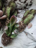 【招財(cái)進(jìn)寶多肉】錢(qián)串吸財(cái)樹(shù)桃蛋吹雪之松錦精選系列好養(yǎng)基地直發(fā) 桃蛋 吸財(cái)樹(shù) 熊童子 錢(qián)串*3顆 曬單實(shí)拍圖