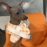 嬉皮狗（hipidog）狗狗救生衣寵物玩水衣服泰迪比熊柴犬中小型幼犬夏天游泳專用衣服 黃色 XS （建議體重1-3斤） 曬單實(shí)拍圖