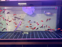 森森超白魚(yú)缸水族箱客廳大型底濾專業(yè)龍魚(yú)缸智能生態(tài)懶人魚(yú)缸 經(jīng)典黑 專業(yè)款 長(zhǎng)151x寬61x高163cm（5代水槽） 曬單實(shí)拍圖