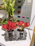 兩腿跑無(wú)土多肉植物帶盆栽好辦公室內桌面盆栽擺件新手綠植花卉盆栽禮物 紅稚蓮+四方水晶盆 曬單實(shí)拍圖