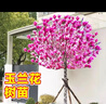 自建別墅美化玉蘭花樹(shù)苗帶花苞庭院四季好養白紫玉蘭花盆栽花卉 精選紫玉蘭（5公分粗）大土球 曬單實(shí)拍圖