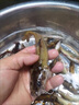 單層小魚網(wǎng)粘魚一指網(wǎng)7分9分小白條餐條掛子網(wǎng)沉網(wǎng)浮網(wǎng)絲網(wǎng)捕魚網(wǎng) 0.8米高5分眼單層沉網(wǎng)45米長 曬單實(shí)拍圖