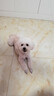 嘟可親博美狗狗洗澡專用沐浴露白毛博美犬洗發(fā)水除臭浴液洗護(hù)香波 500ml 1瓶 曬單實拍圖