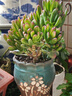 墨一【送貨上門(mén)】多肉植物帶盆大顆多肉植物盆栽組合辦公室內桌面花卉 姬紅花月玉樹(shù)老樁 帶盆栽好 曬單實(shí)拍圖
