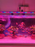 roxinLED魚缸節(jié)能夾燈水族箱架燈水草燈自然光魚缸燈頂變色爆藻燈專用 升級款三檔變色（55cm）14w 尺寸 曬單實拍圖