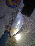 曾小藥曾大盆快意江湖鯉肥水鯉釣魚(yú)添加劑果香花香復合香小藥 快意江湖·肥水鯉（60ml） 曬單實(shí)拍圖