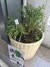 聽(tīng)雪樓放青松綠植霧松室內小盆栽霧凇幼兒園面放輕松植物擺件四季好養 霧松+一線(xiàn)天盆+放輕松卡片 +托盤(pán) 帶盆栽好 曬單實(shí)拍圖