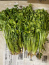 新鮮香菜山東香菜火鍋菜芫荽   綠色蔬菜農家種植調味提鮮 山東精品香菜0.5斤 曬單實(shí)拍圖