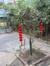歐博桂花樹(shù)大樹(shù)大型庭院原生地栽桂花樹(shù)苗八月桂金桂四季桂丹桂沉香桂 金桂【原生】 3公分粗【1.4米-1.8米左右高】 曬單實(shí)拍圖