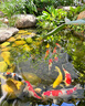 Fentia豐甜生物高活性芽孢桿菌水產(chǎn)養(yǎng)殖專用枯草菌種魚蝦蟹池塘凈水改底 高活芽孢桿菌【300g*10袋】 曬單實(shí)拍圖