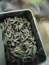 臻味思 紫芽苞茶2025年新茶早春茶云南古樹普洱生茶散茶茶葉禮盒花香 2025紫芽苞200克 曬單實(shí)拍圖