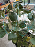 虹越（HONGYUE）爬藤月季盆栽苗 龍沙寶石花園庭院拱門(mén)月季花卉LYG 【經(jīng)典豐花】粉色龍沙寶石 3L 曬單實(shí)拍圖