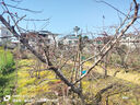 東成油鋸伐木鋸汽油鋸FF03-YD-40砍樹(shù)鋸1500W林業(yè)森林汽油鋸伐木油鋸 曬單實(shí)拍圖