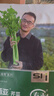壽禾 大芹菜種子苗西芹實(shí)芹秋季蔬菜籽 桔西亞大芹菜種子10g約1.2萬粒 曬單實(shí)拍圖