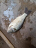 傳統(tǒng)釣七星漂小金砣朝天鉤線組魚線主線野釣草洞成品不擋口金海夕 3.6米【不擋口朝天鉤】3卷裝 3.0號 曬單實拍圖