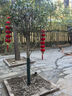 歐博桂花樹(shù)大樹(shù)大型庭院原生地栽桂花樹(shù)苗八月桂金桂四季桂丹桂沉香桂 金桂【原生】 3公分粗【1.4米-1.8米左右高】 曬單實(shí)拍圖