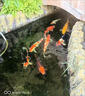 進(jìn)口日本橙粉碧柔空趴缸白點(diǎn)龍魚(yú)用錦鯉魚(yú)池防交叉感梁觀(guān)賞魚(yú)藥 橙粉瓶裝100g(特效加強版) 曬單實(shí)拍圖