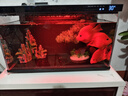 活體寵物血紅鸚鵡魚淡水中大型熱帶觀賞魚元寶發(fā)財魚鸚鵡魚活體魚紅財神魚 10-12cm精品紅元寶1條 曬單實拍圖