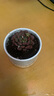 綠蔭巷子多肉植物組合套餐肉肉室內(nèi)植物辦公室電腦桌面盆栽好養(yǎng)活小盆栽 【桃美人】精養(yǎng)飽滿 含瓷盆+托 曬單實拍圖