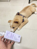 侍寵而嬌中華田園犬沐浴露土狗幼犬專(zhuān)用洗澡用品抑菌除臭寵物狗狗香波浴液 中華田園犬定制沐浴露500ML 中華田園犬專(zhuān)用 500ml 曬單實(shí)拍圖