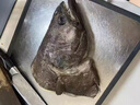 亞又婧鴉片魚(yú)頭特大格陵蘭鰈魚(yú)頭深海大碟魚(yú)頭新鮮比目魚(yú)頭海鮮水產(chǎn)年貨 魚(yú)頭2只 1.5kg （700-800g/只） 曬單實(shí)拍圖