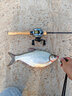 達(dá)億瓦（DAIWA） 21/25新款A(yù)LPHAS SV/BF TW 阿爾法路亞海釣魚線水滴輪微物輪 SV 800H(右手輪7.1速比） 曬單實(shí)拍圖