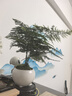 佰花錦新中式文竹桌面盆栽綠植辦公室客廳盆景茶臺臥室好養綠植花卉植物 【送圓底座】文竹+陶瓷白圓盆+苔蘚鋪面 20-30cm 曬單實(shí)拍圖
