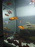 JCZS德國(guó)魚馬桶魚缸糞便分離器過(guò)濾器凈水循環(huán)三合一氧氣泵制氧一體機(jī) 28W【強(qiáng)勁吸糞/魚便分離】AQ-2000F 曬單實(shí)拍圖
