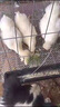正宗烏雞活苗純種一斤半斤烏雞苗烏骨雞活苗白鳳泰和竹絲雞活苗 4-5兩烏雞10只（公母備注） 曬單實(shí)拍圖