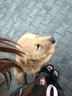 澳龍肝臟處方糧澳維康犬肝臟肝損傷慢性肝炎成幼犬狗糧1.5kg 曬單實(shí)拍圖