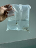 孔雀魚黑尾大勾冷水魚小型觀賞魚群游魚原生魚燈科類魚草缸群游 孔雀魚12條送備損3條 曬單實拍圖