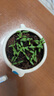 花沃里盆栽小黑番茄約100粒 西紅柿種子蔬菜種子紅珍珠陽臺庭院田間種植 曬單實拍圖